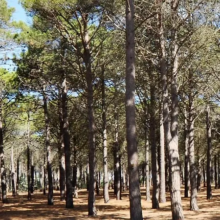 Rez De Jardin Avec Terrasse Acces Direct Plage, Clim Appartamento Le Barcarès